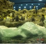 Loro Park Penguins